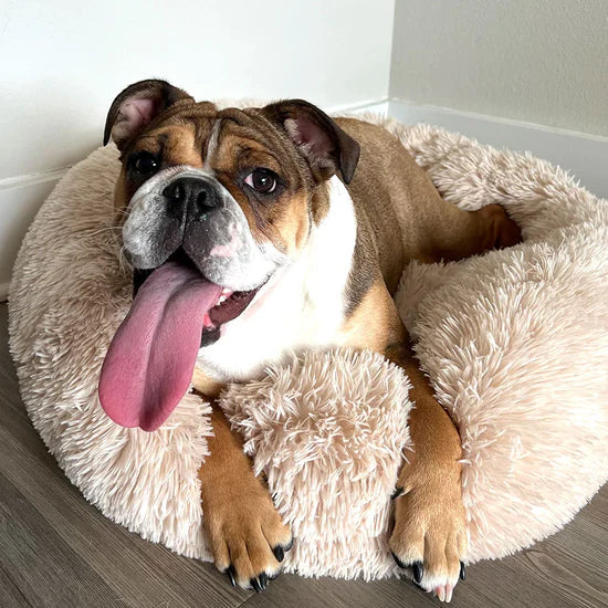 ¿Está La Ansiedad Afectando El Sueño De Tu Perro?