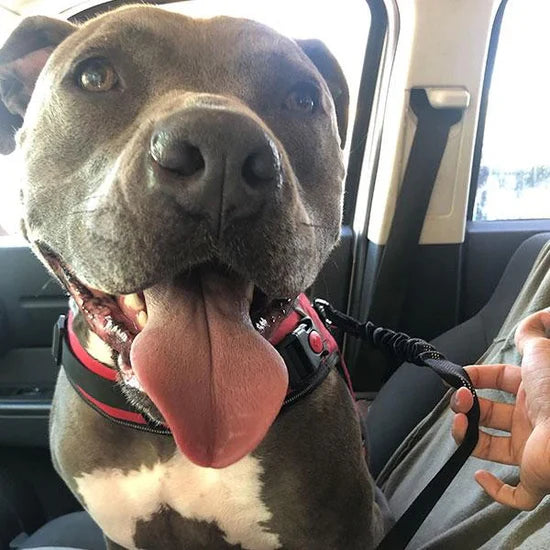 Lo Que Obtienes Con Nuestro Cinturón De Seguridad Para Mascotas Repleto De Funciones...