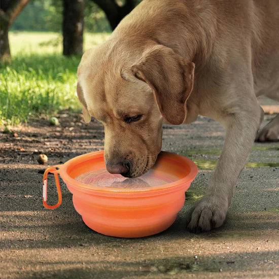 ¡Presentamos El Cuenco Plegable NexoCan!