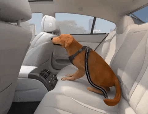 Cada Viaje En Coche Sin Sujeción Pone En Riesgo A Usted Y A Su Perro...