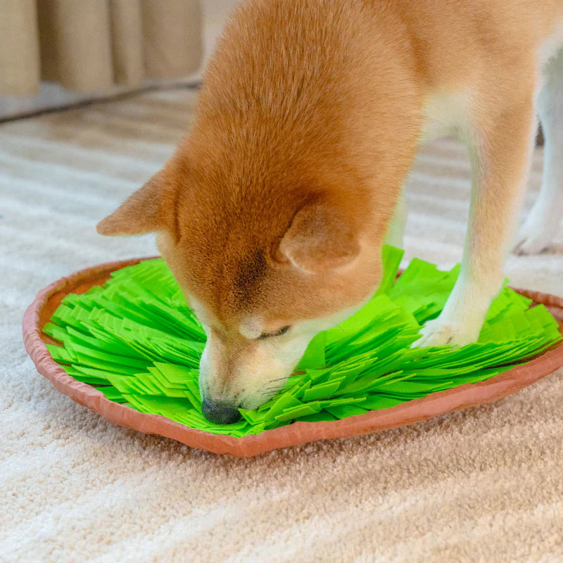 Presentamos La Alfombra Olfativa, ¡Probada Y Amada Por Perros De Todo El Mundo!